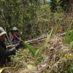 scientists search for agave in forest
