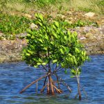 Mangrove in Jost Van Dyke