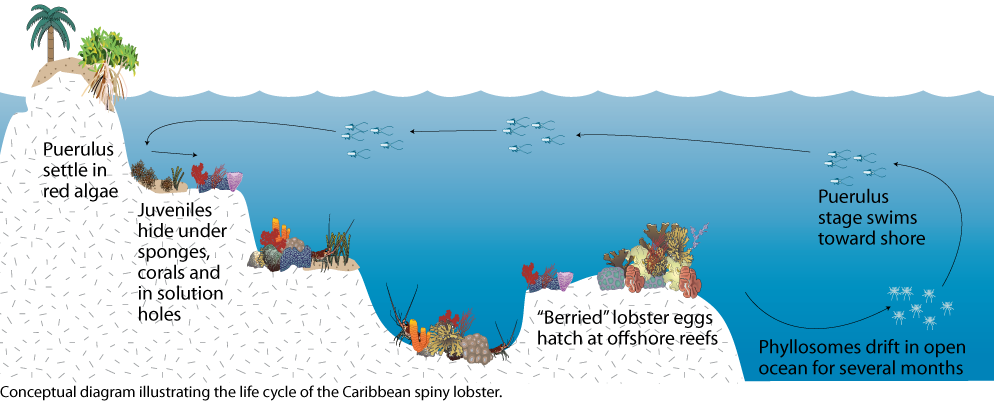 life-cycle-of-the-caribbean-spiny-lobster