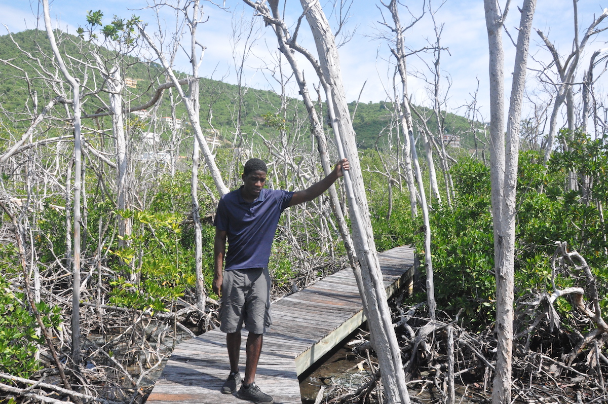 Shaquille Lewis in the mangroves