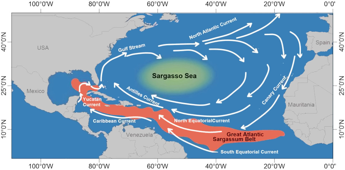 Great Atlantic Sargassum Belt diagram