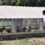 Animal shelter